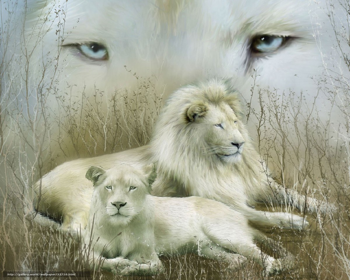 White lions in grass