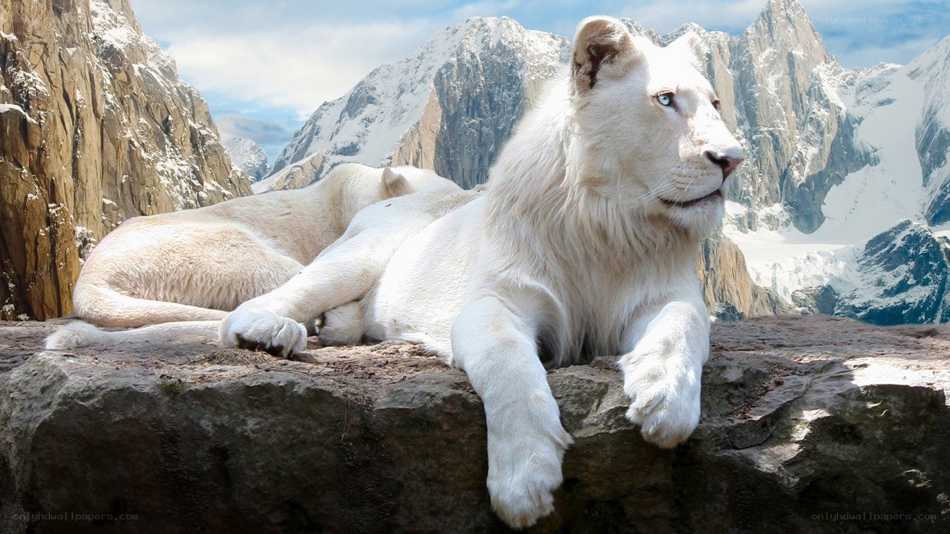 White lions in mountain landscape