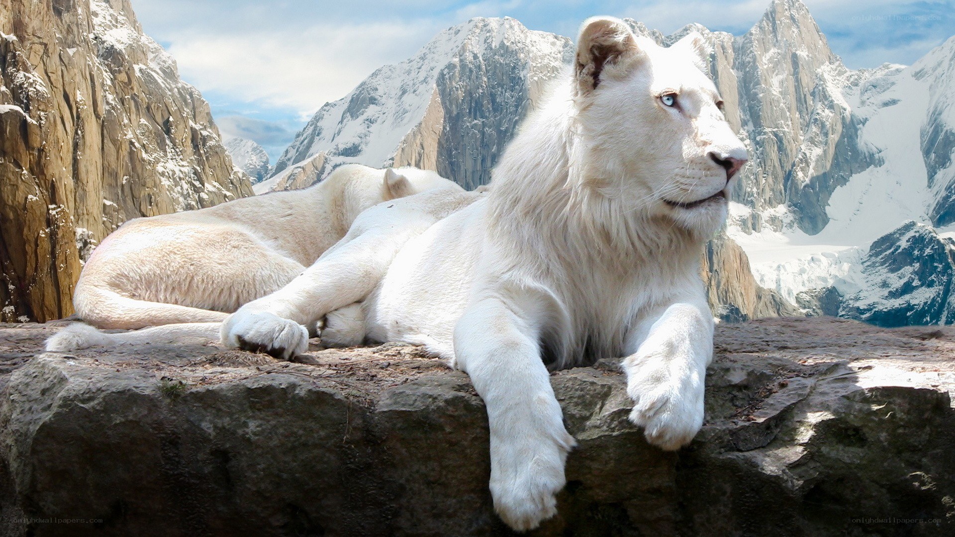 White lions in mountain landscape