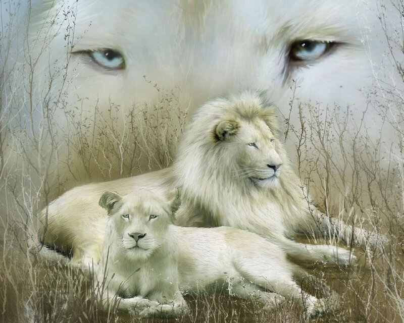 White lions in the wild