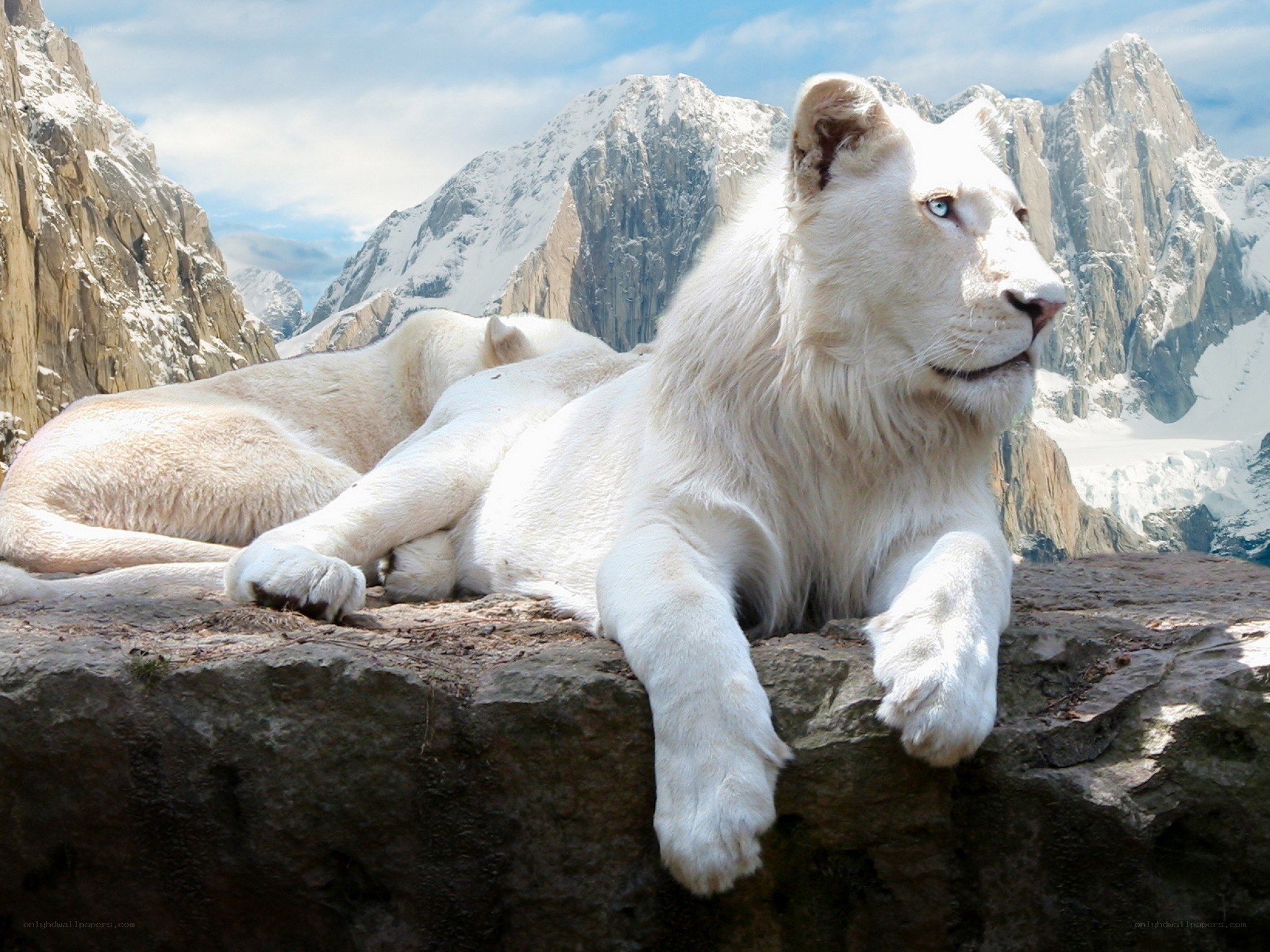 White lions on a mountain