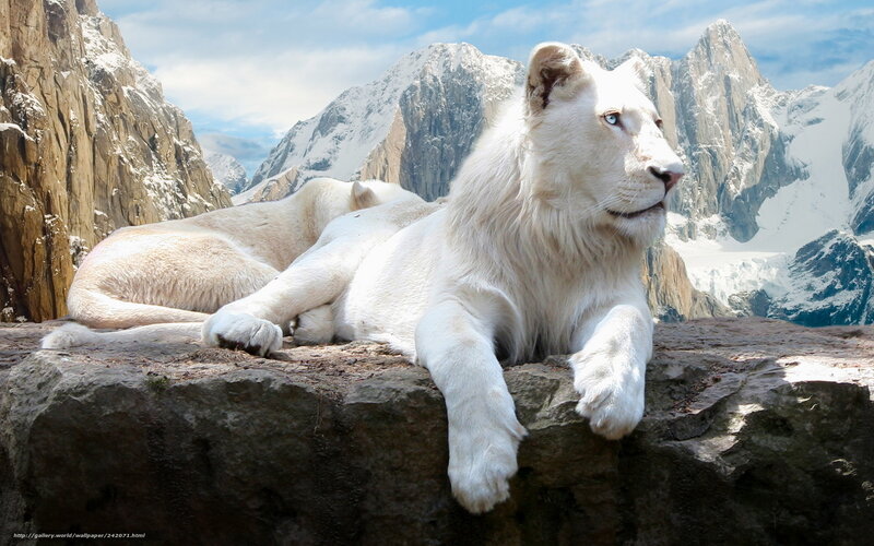 White Lions on Rock — Serene