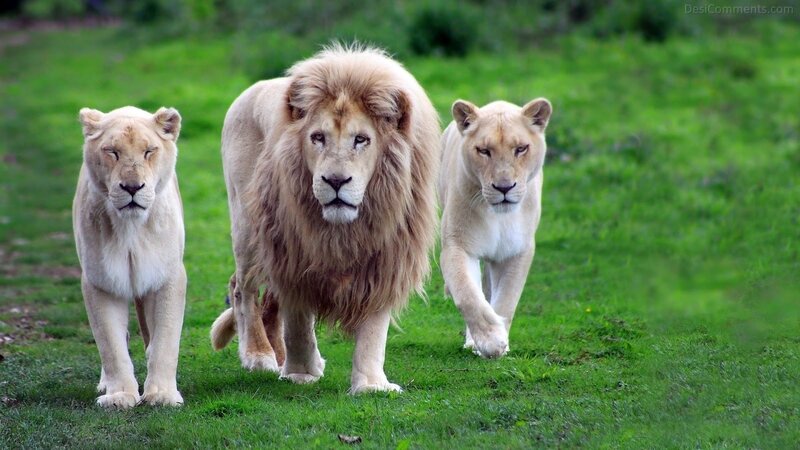 White Lions Walking — Green, Calm, Afternoon