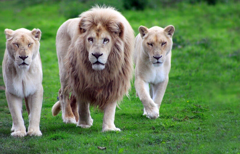 White Lions Walking — Green, Calm