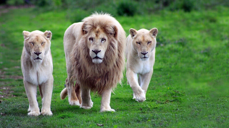 White Lions Walking — Green