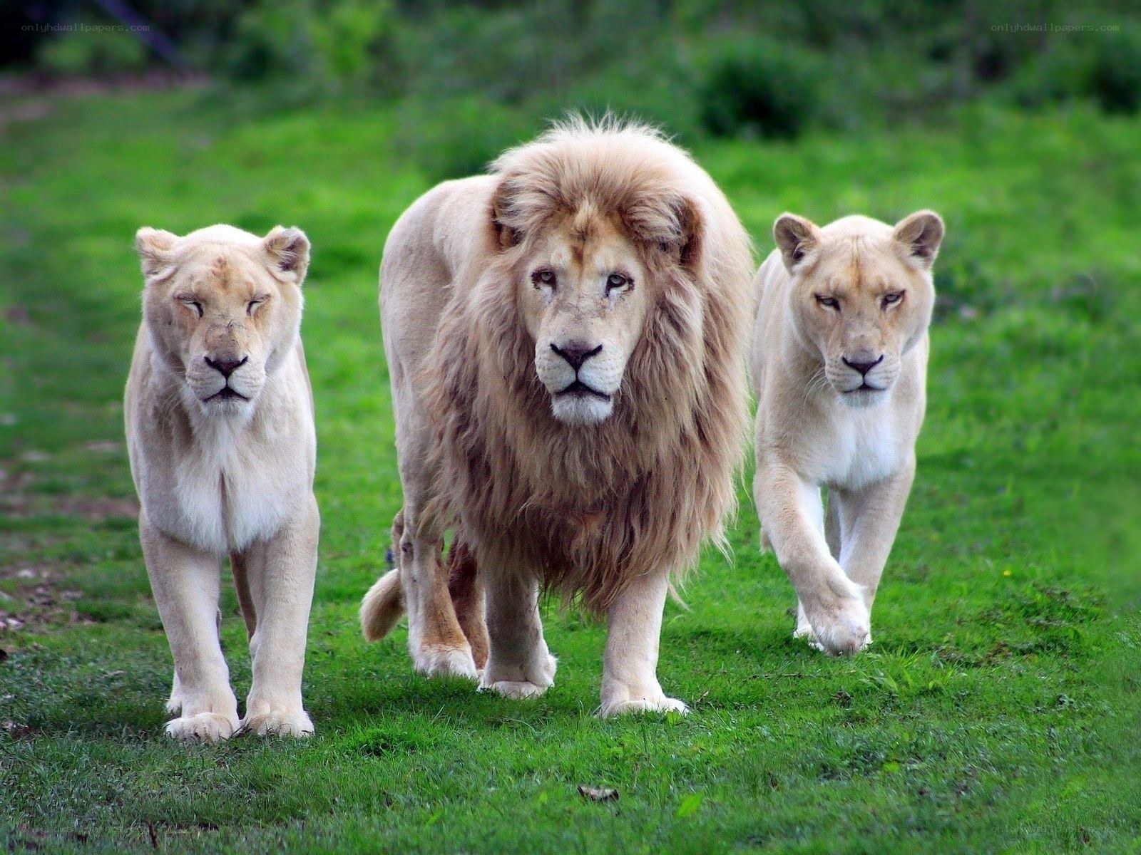 white lions walking in grass