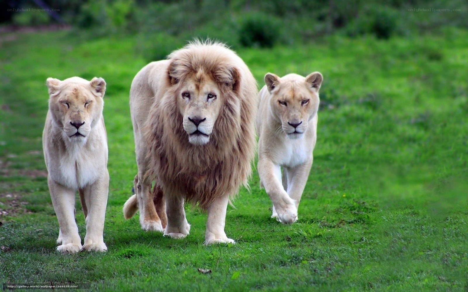 white lions walking in grass