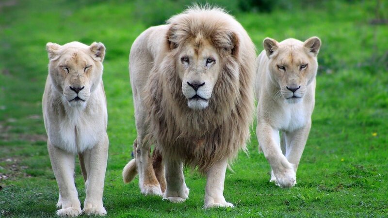 White lions walking on grass