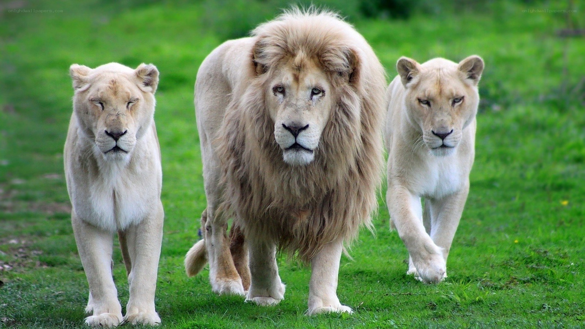 White lions walking on grass