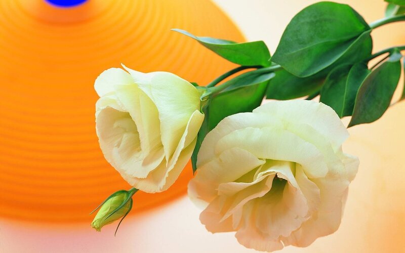 White Lisianthus Flowers — Calm, Photograph, Green Leaves