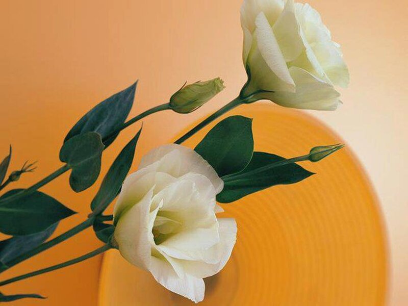 White Lisianthus Flowers — Calm, Photograph