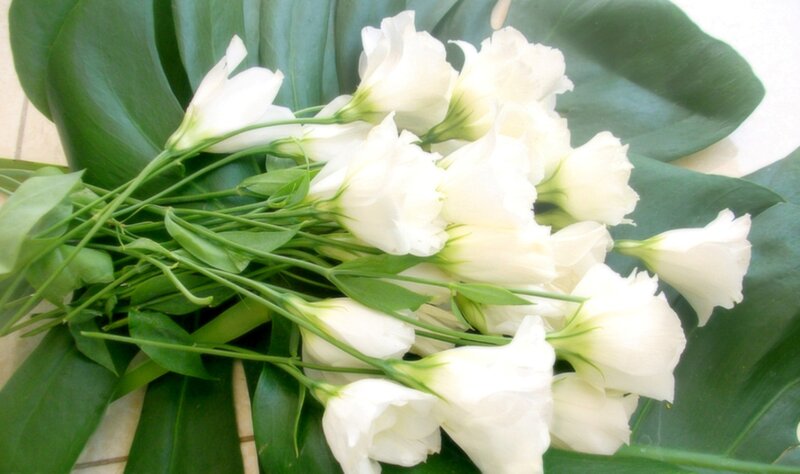 White Lisianthus Flowers — Calm