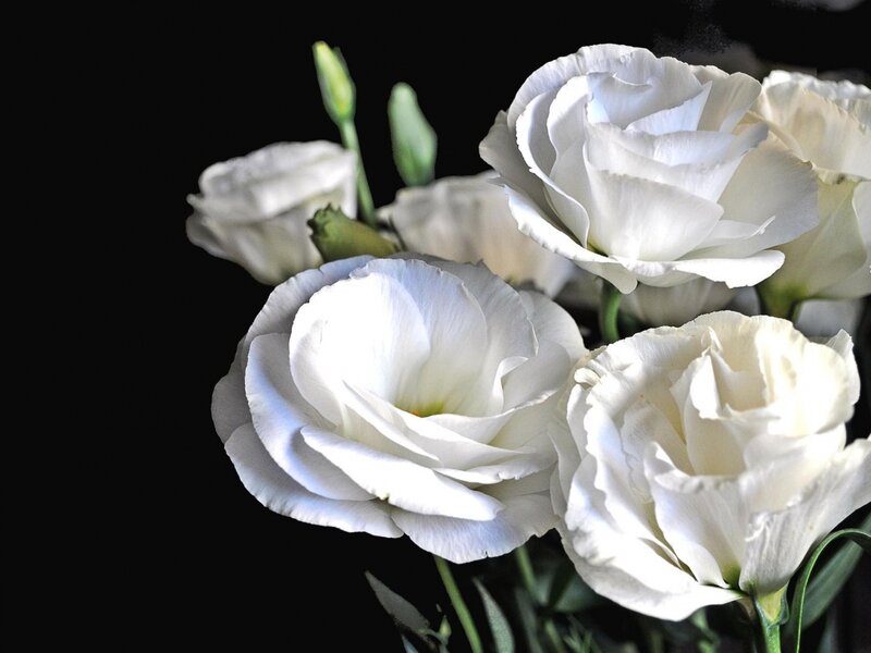 White Lisianthus Flowers — Dramatic