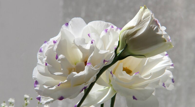White Lisianthus Flowers — Serene