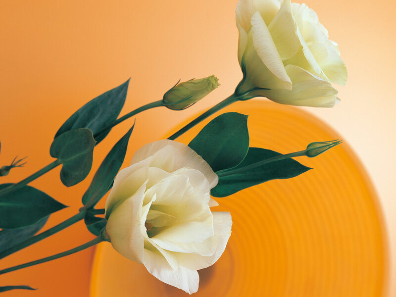 White Lisianthus Flowers
