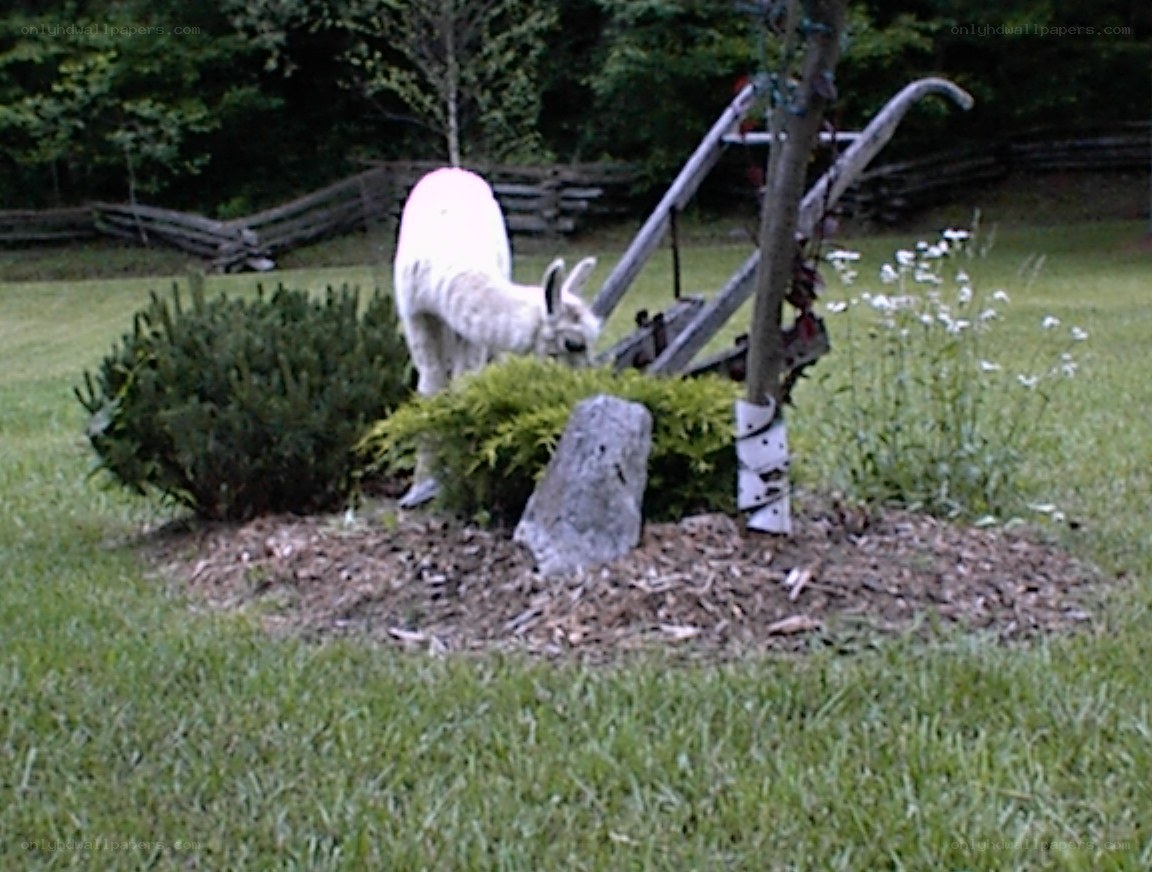 white llama in garden