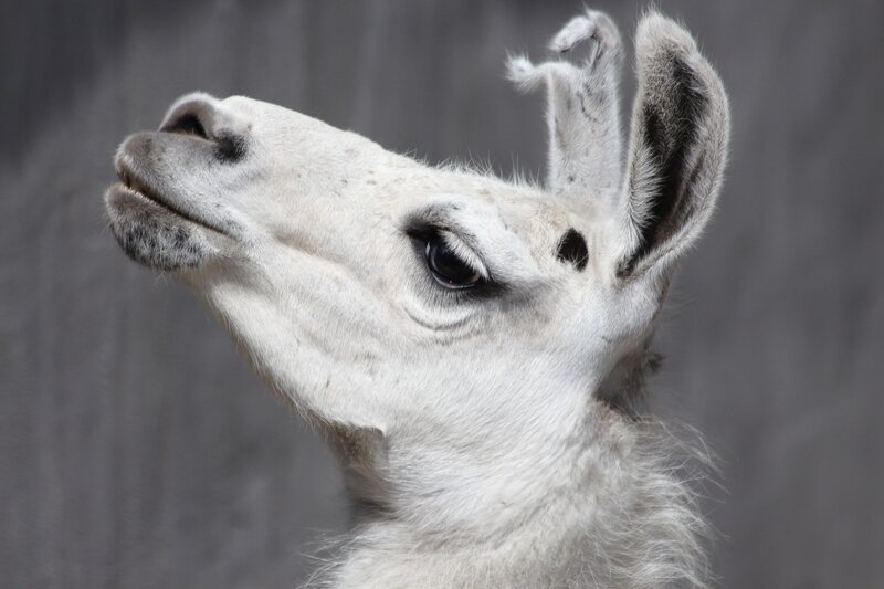 white llama looking up