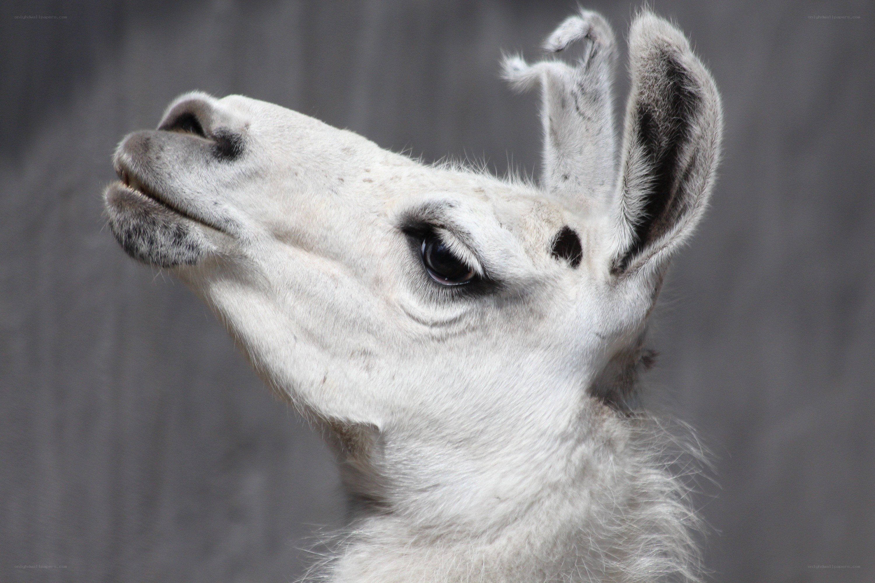white llama looking up