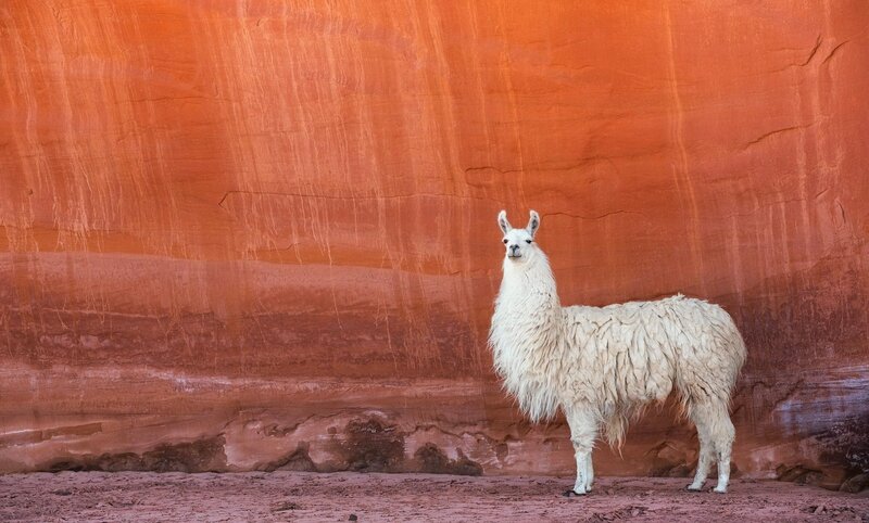 White Llama Standing