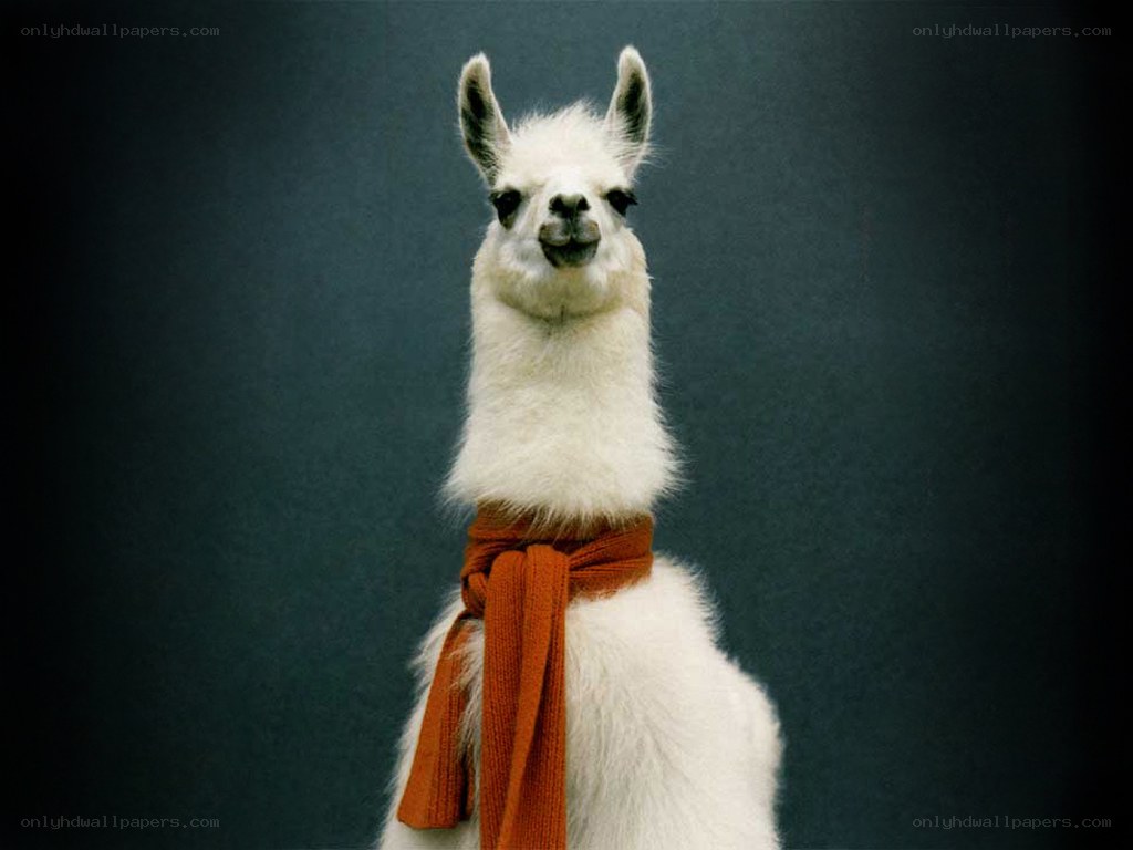 white llama with scarf