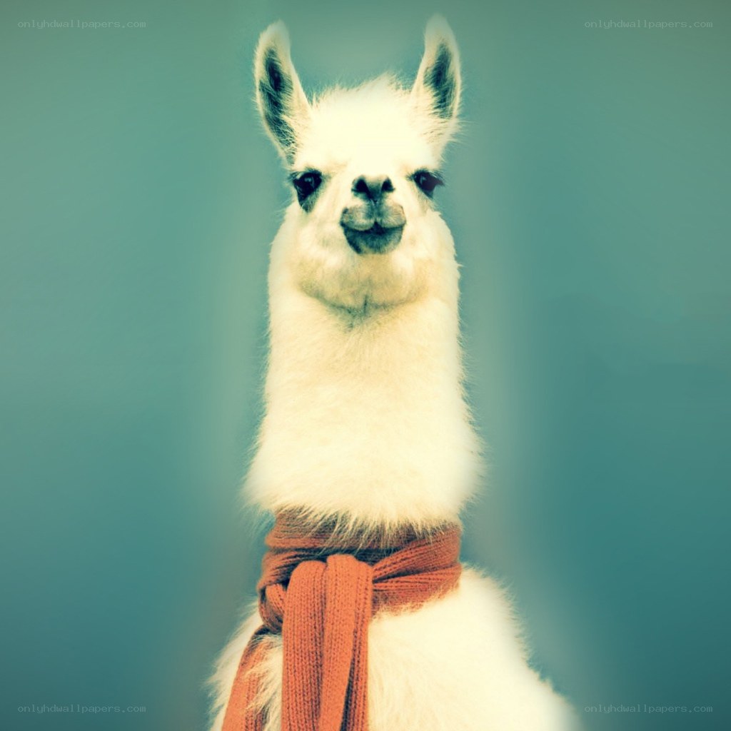 white llama with scarf