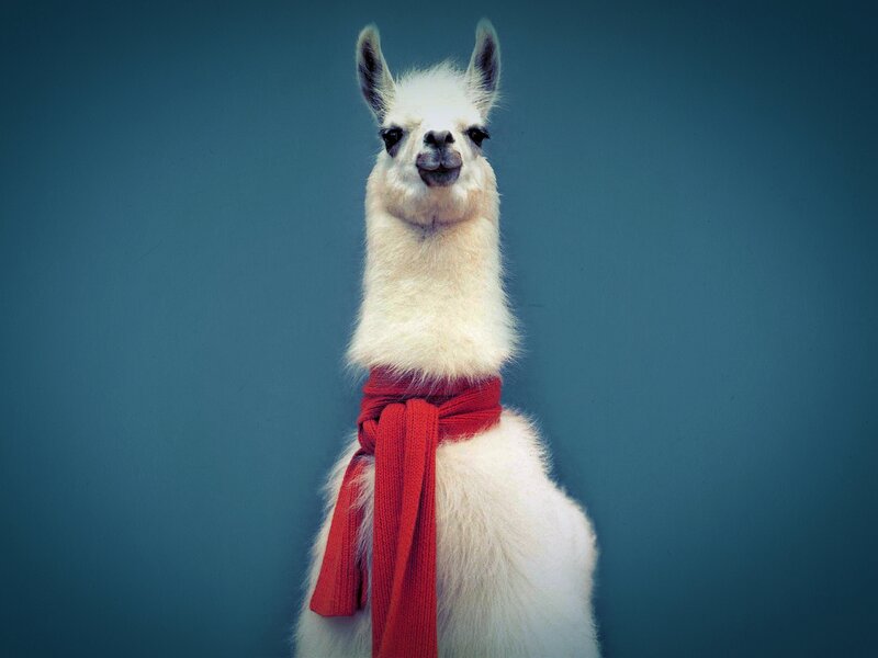 White Llama with Scarf — Calm