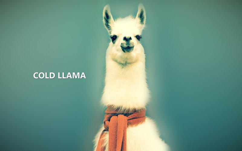 White Llama with Scarf — Teal, Calm