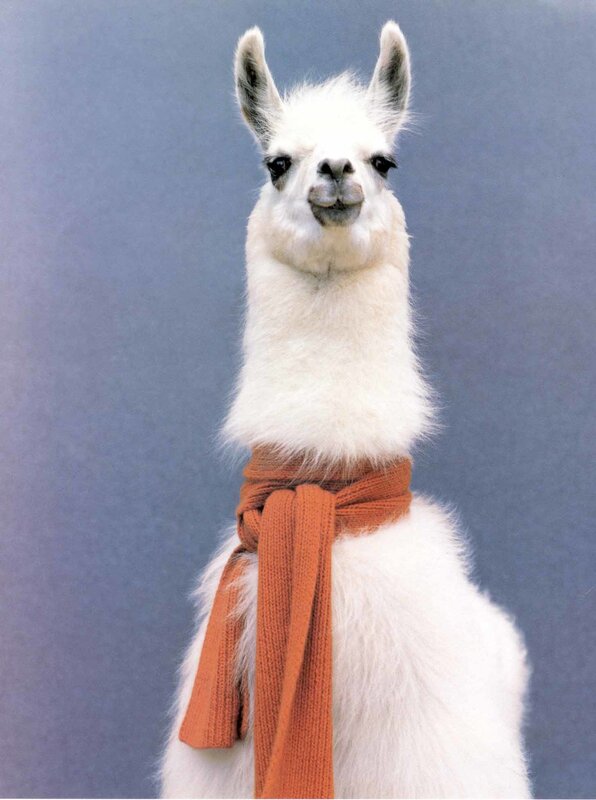 white llama with scarf