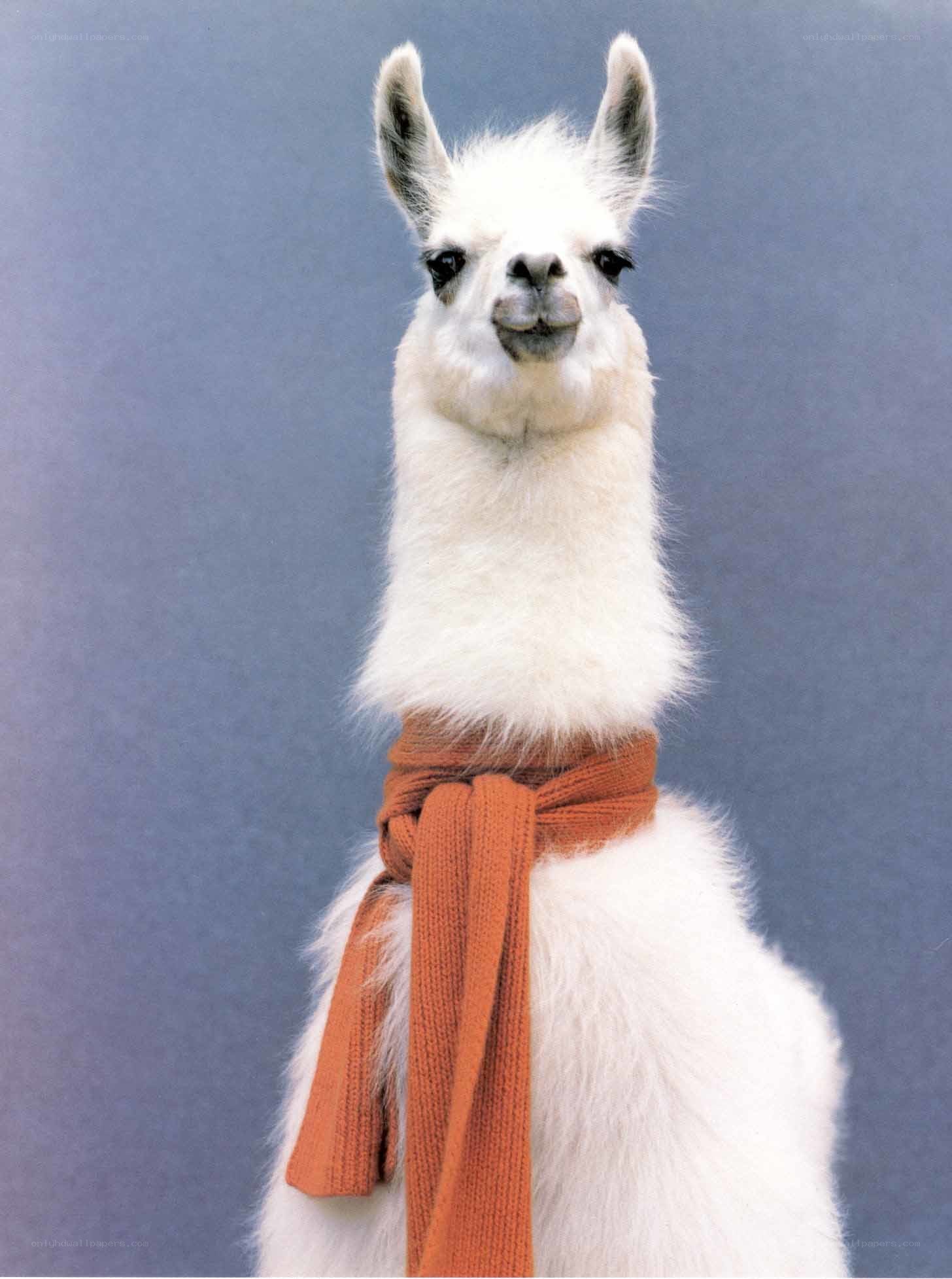 white llama with scarf