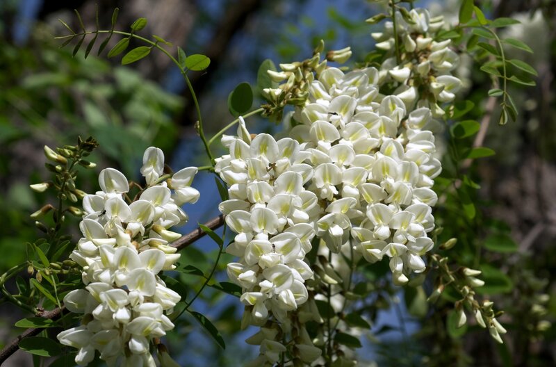White Locust Blossoms — Serene