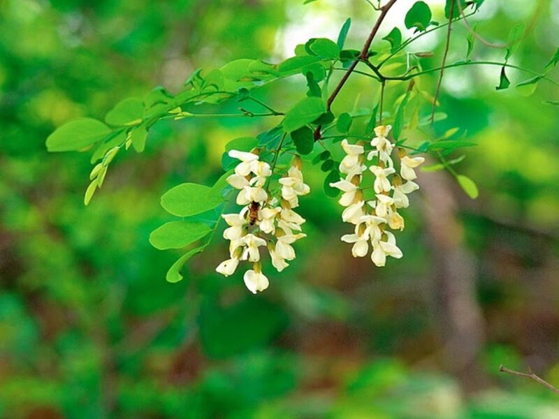 White Locust Blossoms