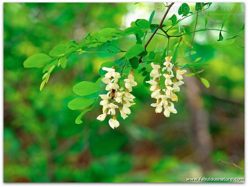 White Locust Flowers