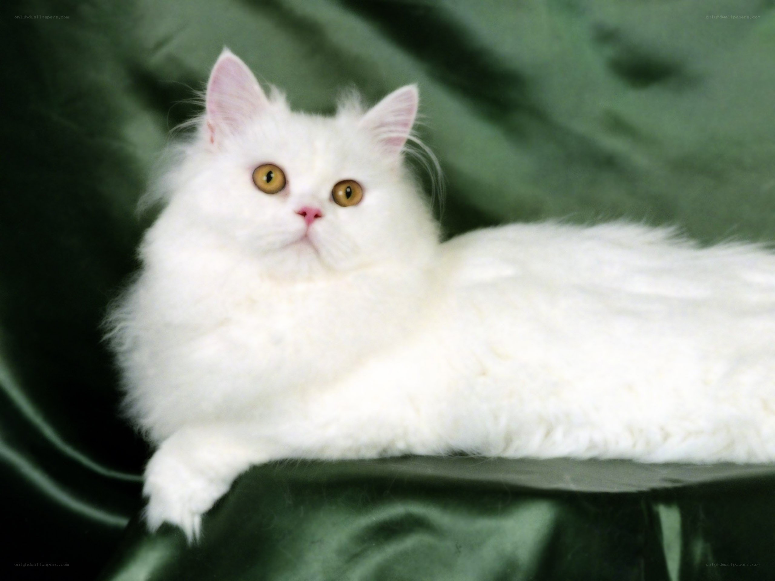 white long-haired cat