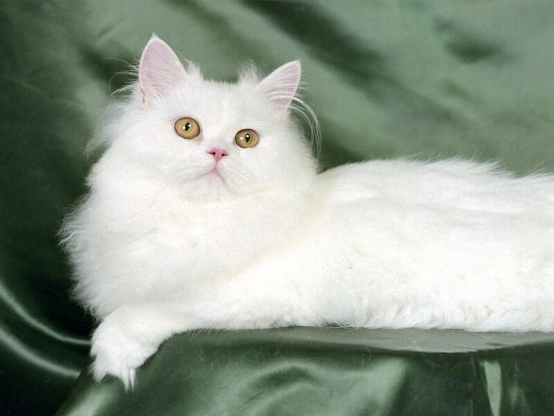 white long-haired cat