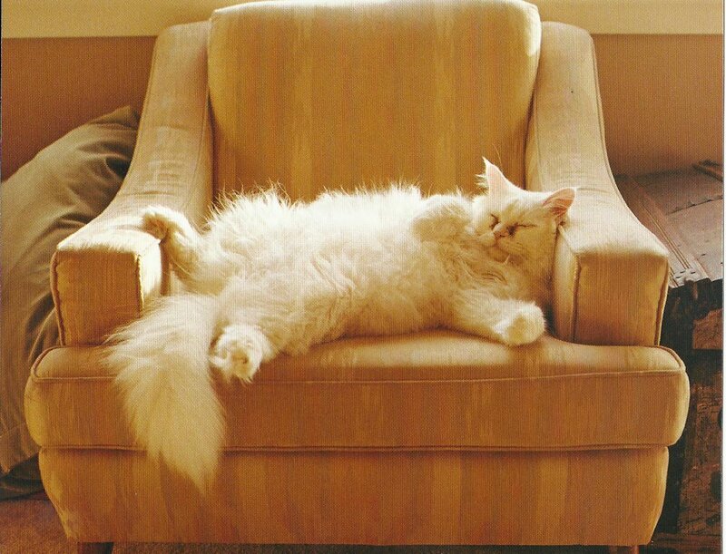 White Long-haired Cat — Beige