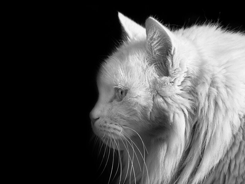 White Long-haired Cat — Black, Dramatic