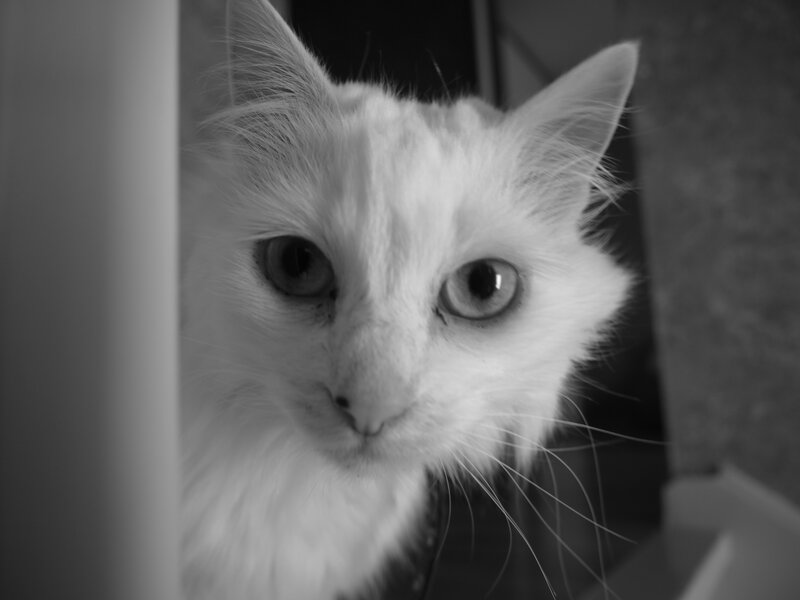 White Long-haired Cat — Black, Neutral