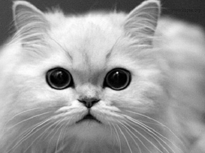 White Long-haired Cat — Black