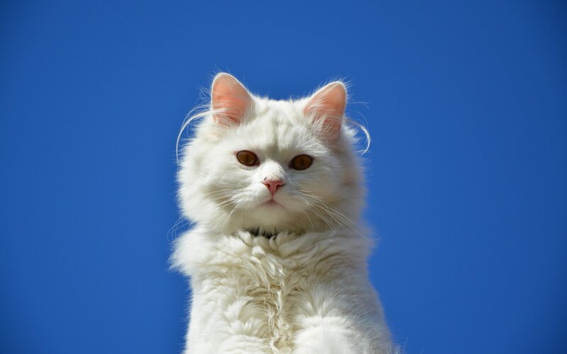 White Long-haired Cat — Blue, Calm, Afternoon