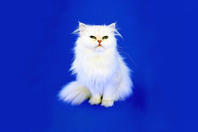White Long-haired Cat — Blue, Calm, Photograph