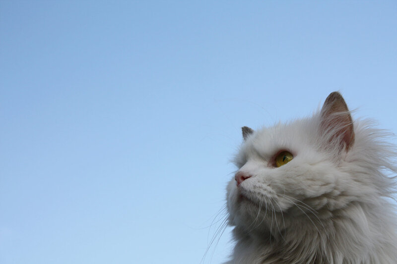White Long-haired Cat — Blue, Calm