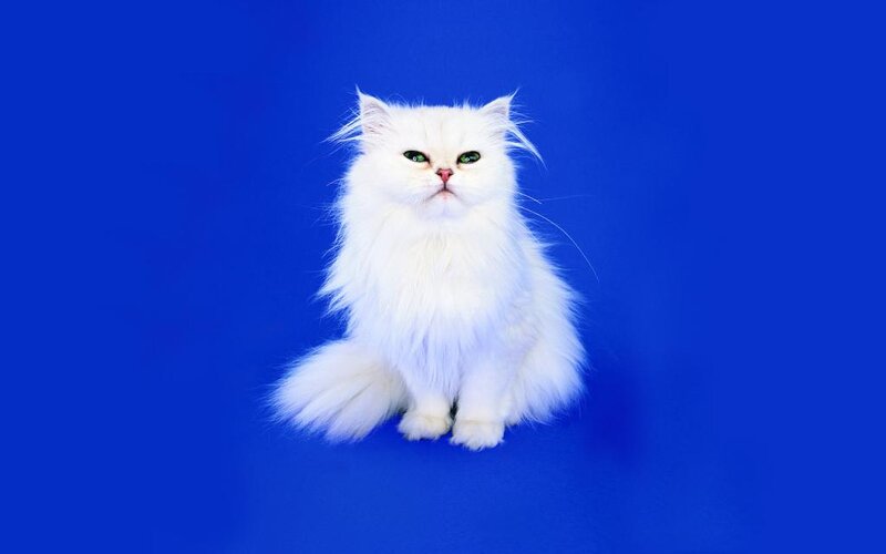 White Long-haired Cat — Blue