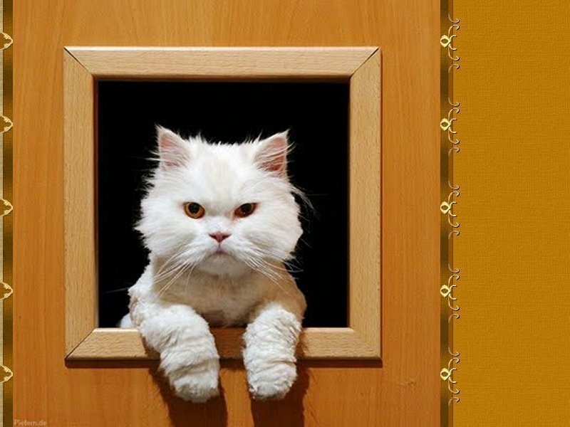 White Long-haired Cat — Brown