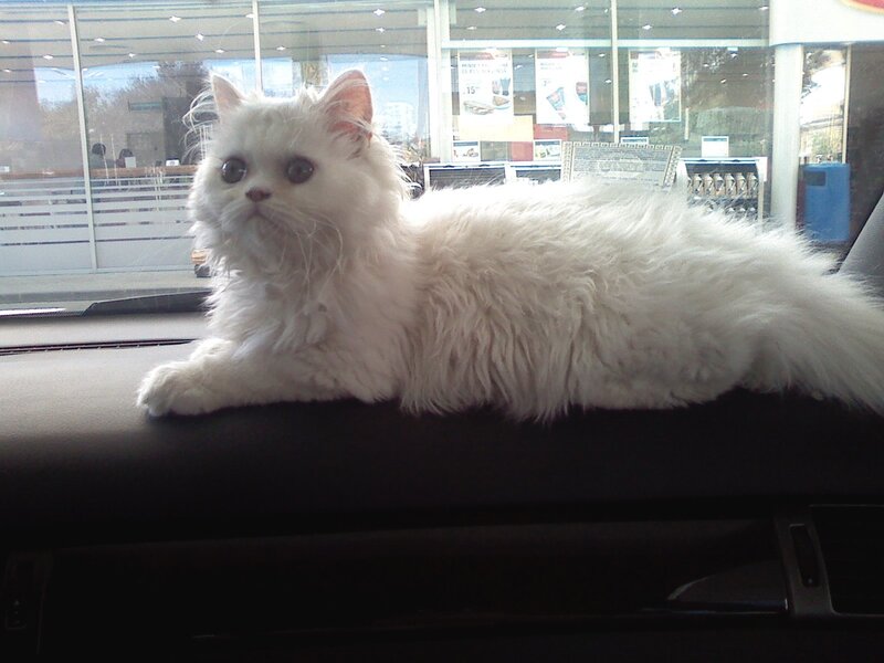 White Long-haired Cat — Calm, Afternoon, Photograph, Car Interior