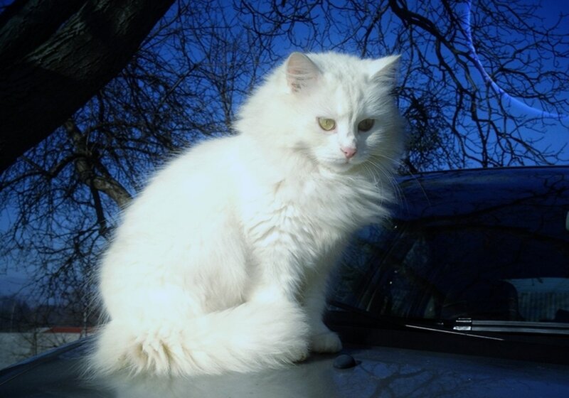 White Long-haired Cat — Calm, Afternoon, Photograph, Car