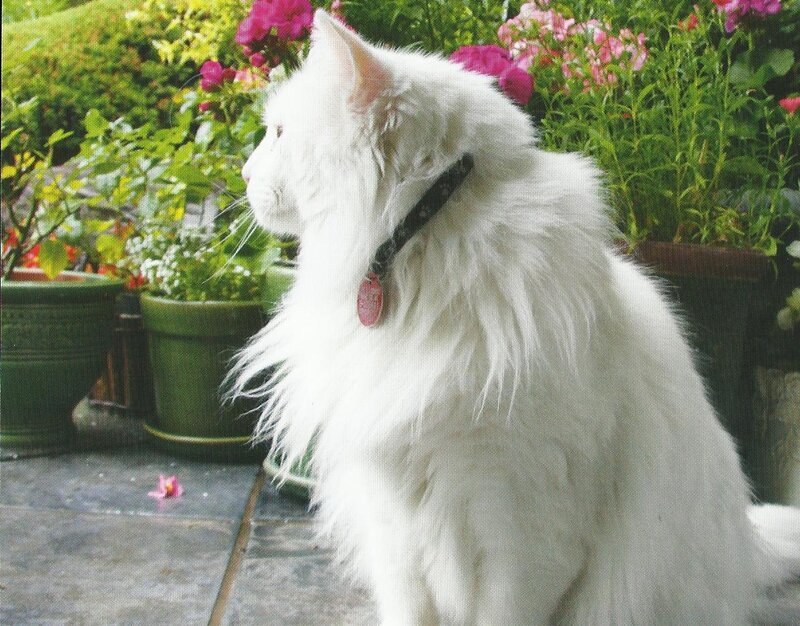 White Long-haired Cat — Calm, Afternoon, Photograph, Flowers