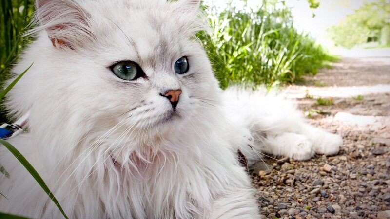 White Long-haired Cat — Calm, Afternoon, Photograph, Grass, Path, Collar