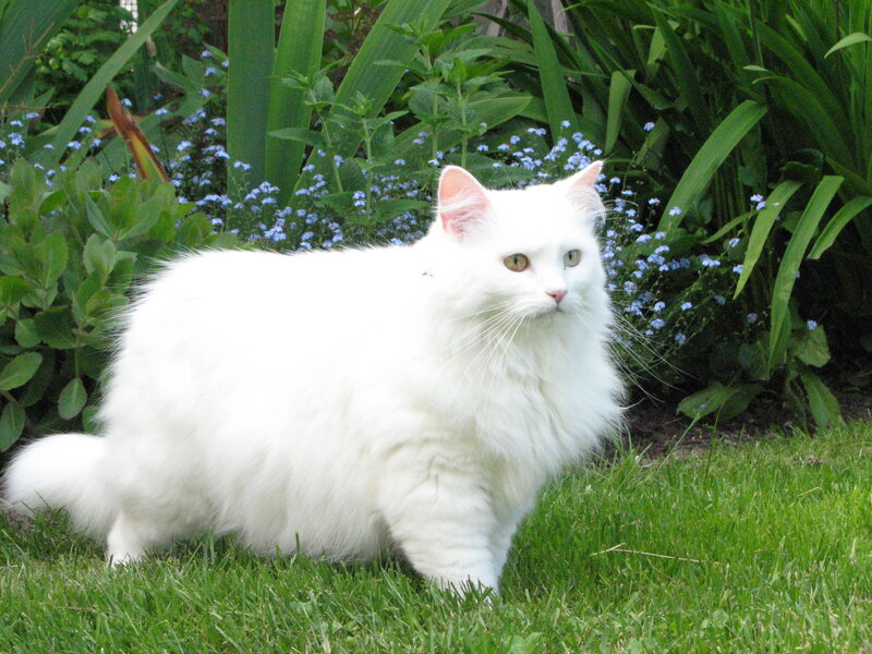 White Long-haired Cat — Calm, Afternoon, Photograph, Grass