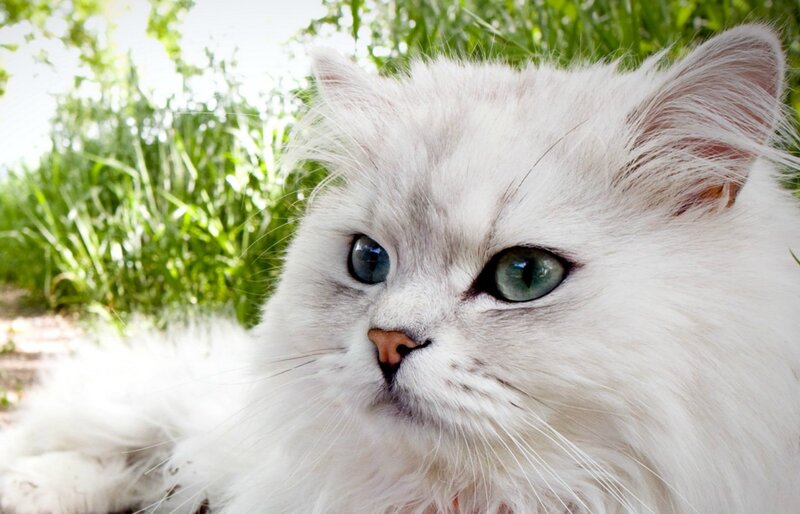 White Long-haired Cat — Calm, Afternoon, Photograph, Green Grass