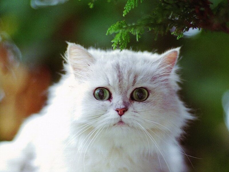 White Long-haired Cat — Calm, Afternoon, Photograph, Green Leaves
